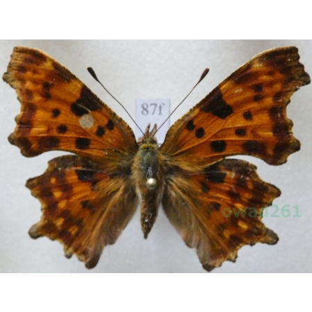 Polygonia c-album (Linnaeus, 1758) Rusałka ceik Czech87f